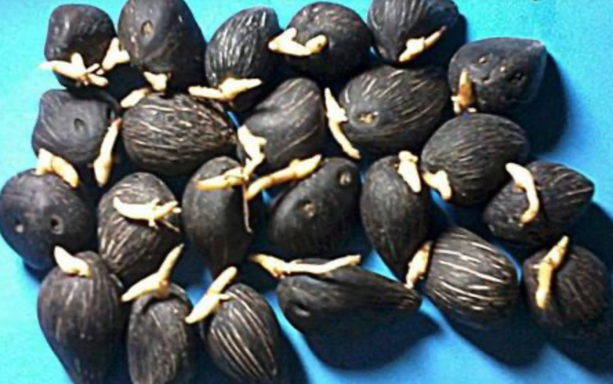 Seleksi Kecambah Kelapa Sawit